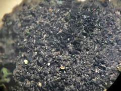 Scytinium dactylinum