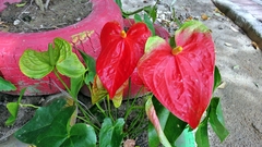 Anthurium andraeanum