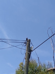 Melanerpes formicivorus