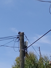 Melanerpes formicivorus