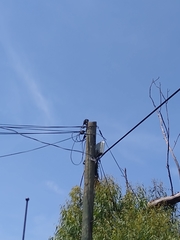 Melanerpes formicivorus