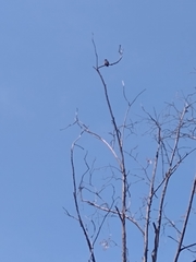 Melanerpes formicivorus