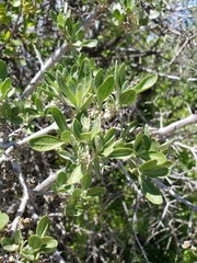 Shepherdia argentea