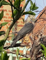 Accipiter cirrocephalus