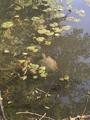 Pelodiscus