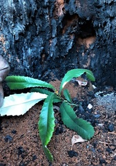 Banksia penicillata