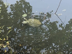 Pelodiscus