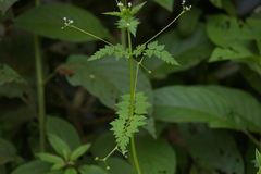 Valeriana chaerophylloides