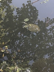 Pelodiscus