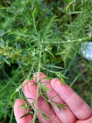 Rhopalomyia gemmaria