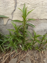 Achillea salicifolia
