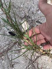 Eremochloa ophiuroides