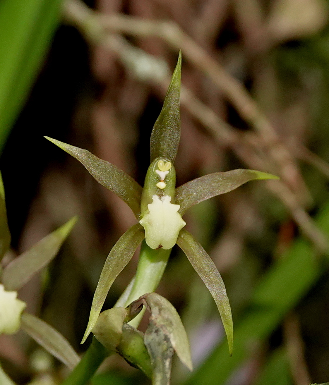 Brassia euodes Rchb.f.