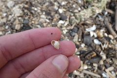 Bithynia tentaculata