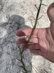 Eremochloa ophiuroides