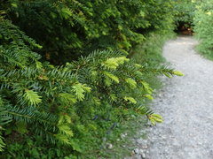 Taxus baccata