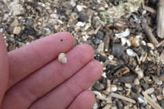 Bithynia tentaculata