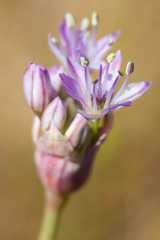 Allium howellii