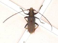 Stromatium longicorne