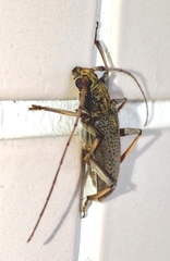 Stromatium longicorne