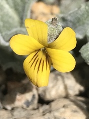 Viola pinetorum grisea