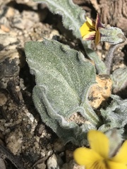 Viola pinetorum grisea