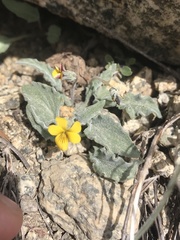 Viola pinetorum grisea