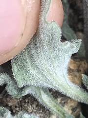 Viola pinetorum grisea