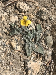 Viola pinetorum grisea
