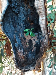 Banksia penicillata