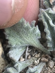 Viola pinetorum grisea