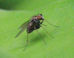Chrysopilus modestus