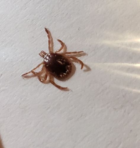 Lone Star Tick