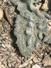 Viola pinetorum grisea