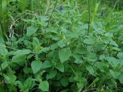 Origanum vulgare