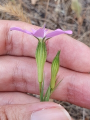 Eudianthe coeli-rosa image