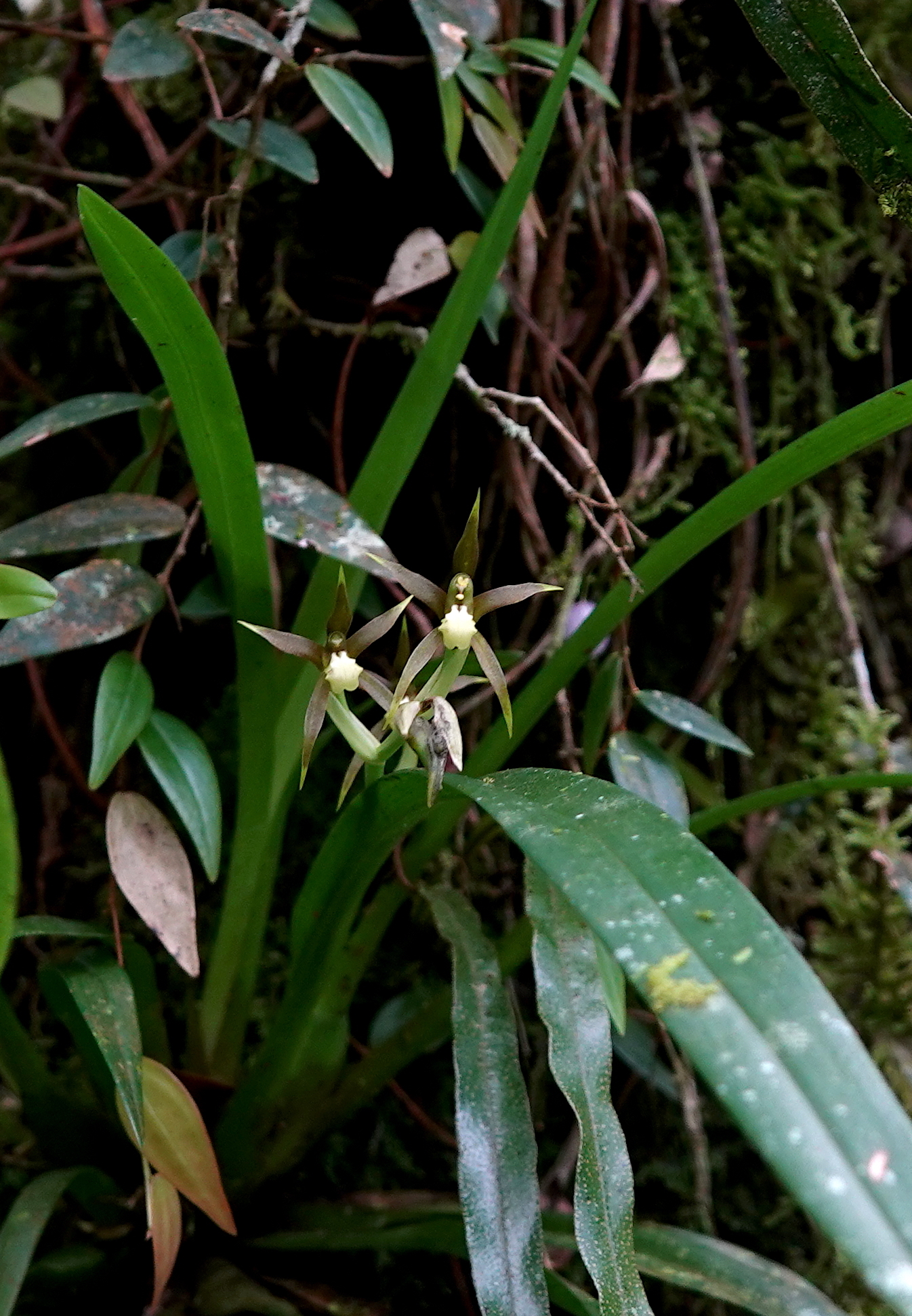 Brassia euodes Rchb.f. 4