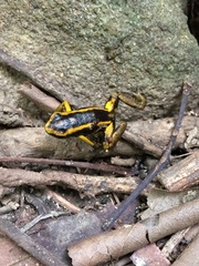 Dendrobates truncatus