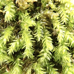 Scleropodium occidentale