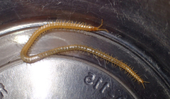 Geophilus regnans
