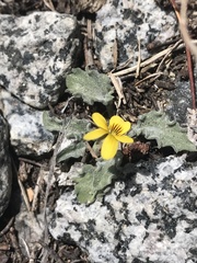 Viola pinetorum grisea
