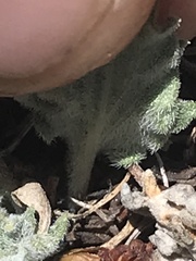 Viola pinetorum grisea