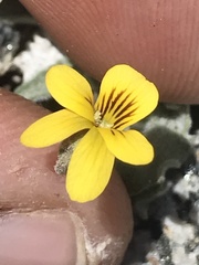 Viola pinetorum grisea