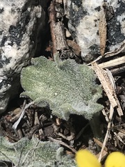 Viola pinetorum grisea