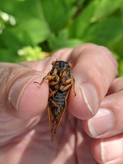 Magicicada cassinii