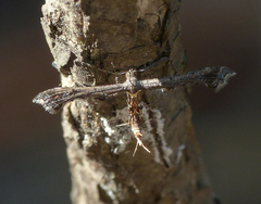 Michaelophorus indentatus