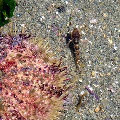 Oligocottus maculosus