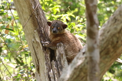 Lepilemur hubbardorum