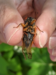 Magicicada cassinii