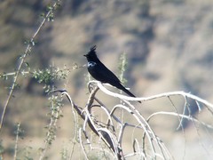 Phainopepla nitens